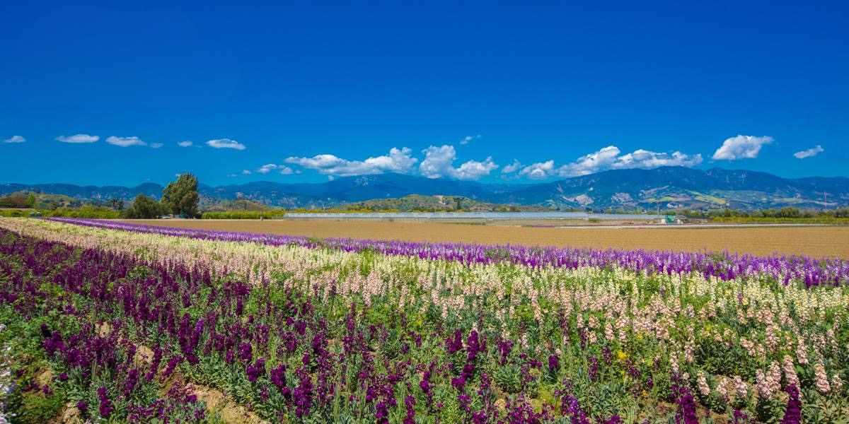 Santa Paula flower fields with Topatopa mountains